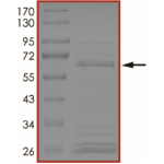 BRAF (d485-489 P490Y), Active